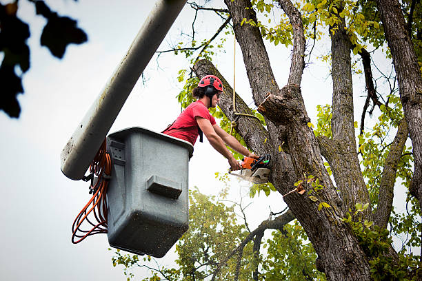 Best Firewood Processing and Delivery  in Citrus City, TX